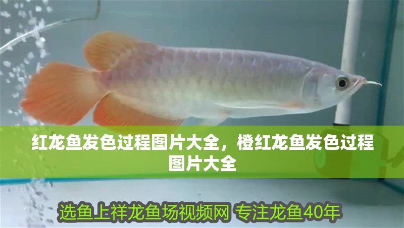 紅龍魚發(fā)色過(guò)程圖片大全，橙紅龍魚發(fā)色過(guò)程圖片大全