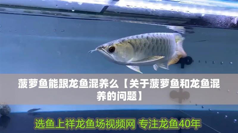 菠蘿魚能跟龍魚混養么【關于菠蘿魚和龍魚混養的問題】