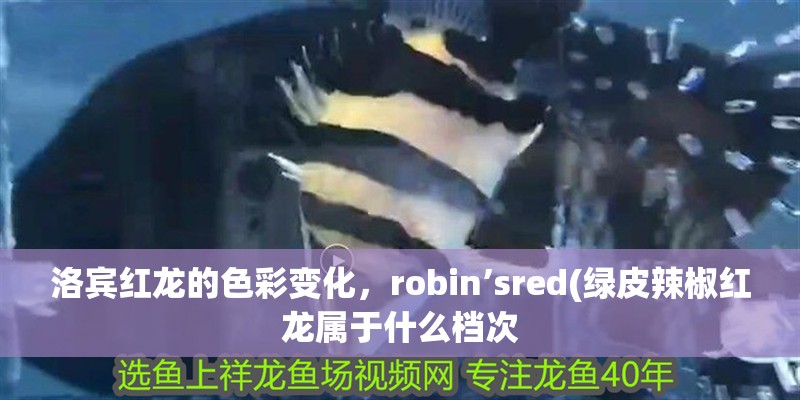 洛賓紅龍的色彩變化，robin’sred(綠皮辣椒紅龍屬于什么檔次