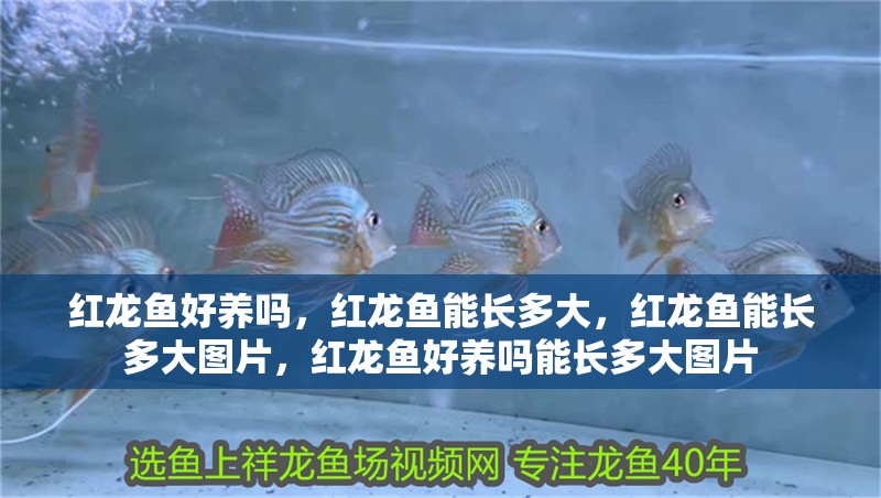 紅龍魚好養(yǎng)嗎，紅龍魚能長多大，紅龍魚能長多大圖片，紅龍魚好養(yǎng)嗎能長多大圖片