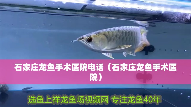 石家莊龍魚手術醫(yī)院電話（石家莊龍魚手術醫(yī)院）