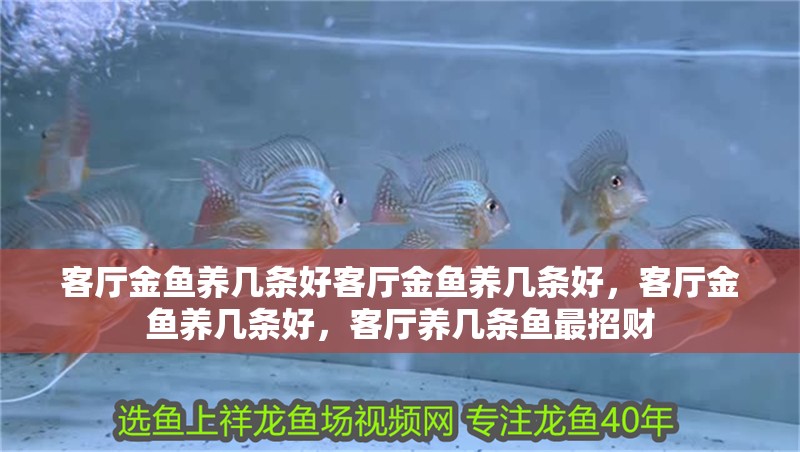 客廳金魚養幾條好客廳金魚養幾條好，客廳金魚養幾條好，客廳養幾條魚最招財