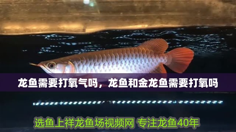 龍魚需要打氧氣嗎，龍魚和金龍魚需要打氧嗎