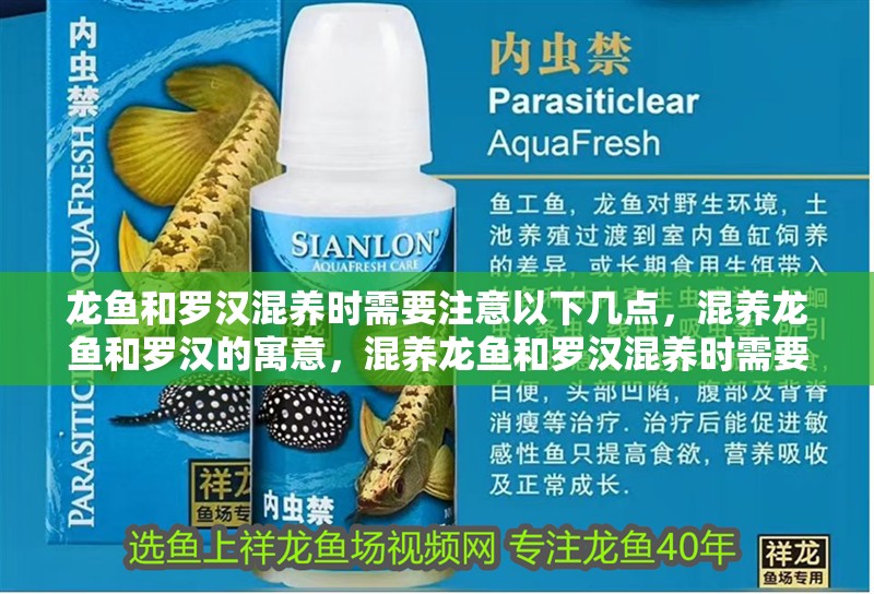 龍魚和羅漢混養時需要注意以下幾點，混養龍魚和羅漢的寓意，混養龍魚和羅漢混養時需要注意以下幾點