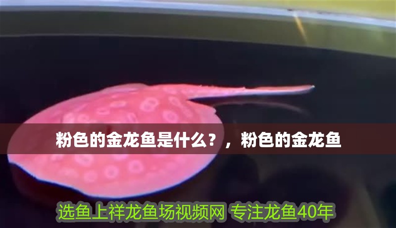 粉色的金龍魚是什么？，粉色的金龍魚