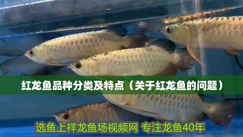 紅龍魚品種分類及特點（關于紅龍魚的問題）
