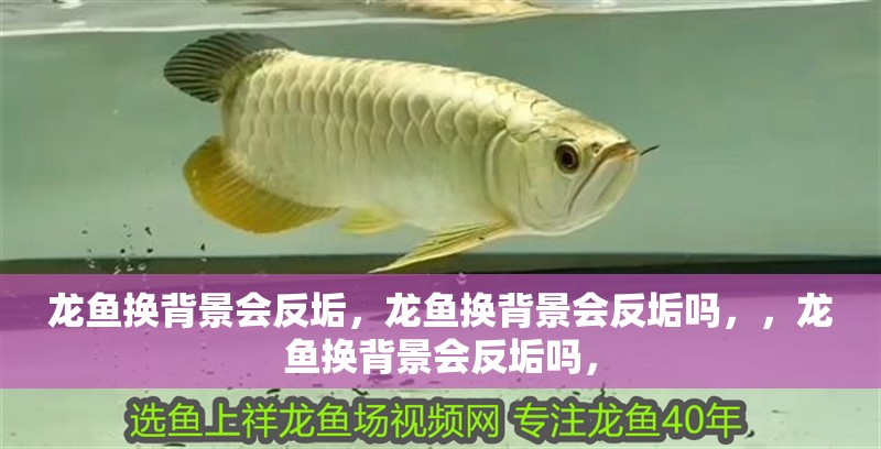 龍魚換背景會反垢，龍魚換背景會反垢嗎，，龍魚換背景會反垢嗎，