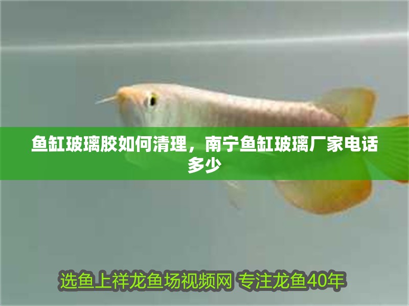 魚缸玻璃膠如何清理，南寧魚缸玻璃廠家電話多少