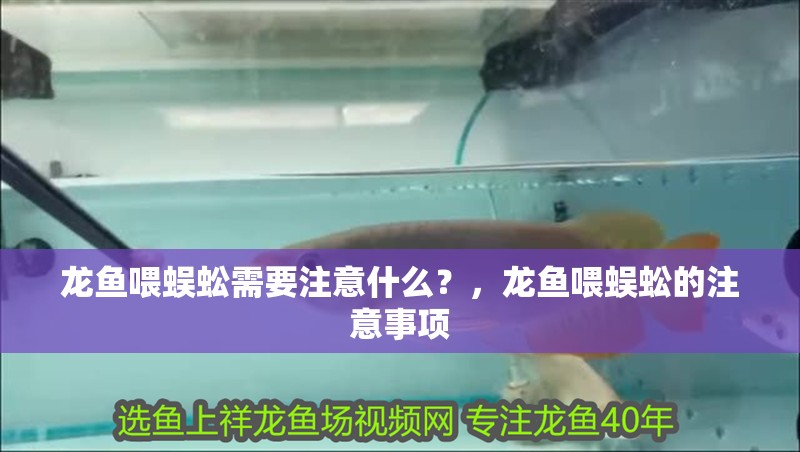 龍魚喂蜈蚣需要注意什么？，龍魚喂蜈蚣的注意事項