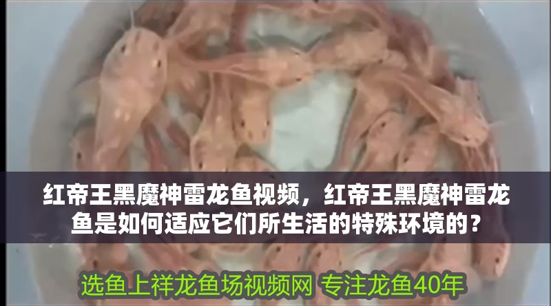 紅帝王黑魔神雷龍魚視頻，紅帝王黑魔神雷龍魚是如何適應它們所生活的特殊環境的？
