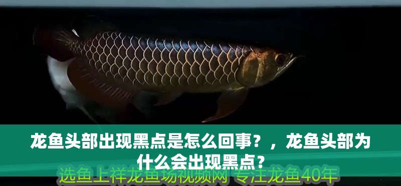 龍魚頭部出現(xiàn)黑點是怎么回事？，龍魚頭部為什么會出現(xiàn)黑點？