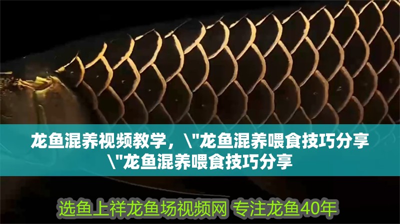 龍魚混養視頻教學，\