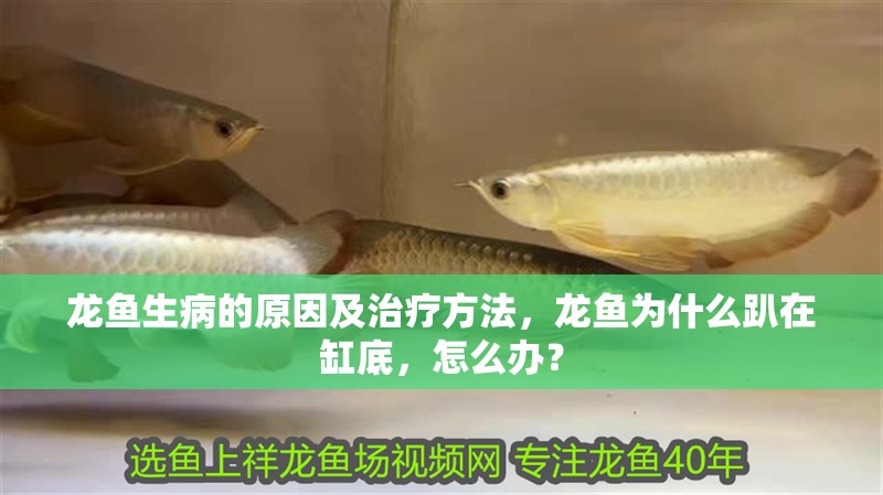 龍魚生病的原因及治療方法，龍魚為什么趴在缸底，怎么辦？