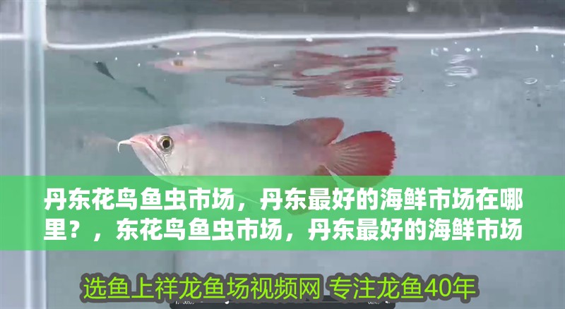 丹東花鳥魚蟲市場，丹東最好的海鮮市場在哪里？，東花鳥魚蟲市場，丹東最好的海鮮市場在哪里？