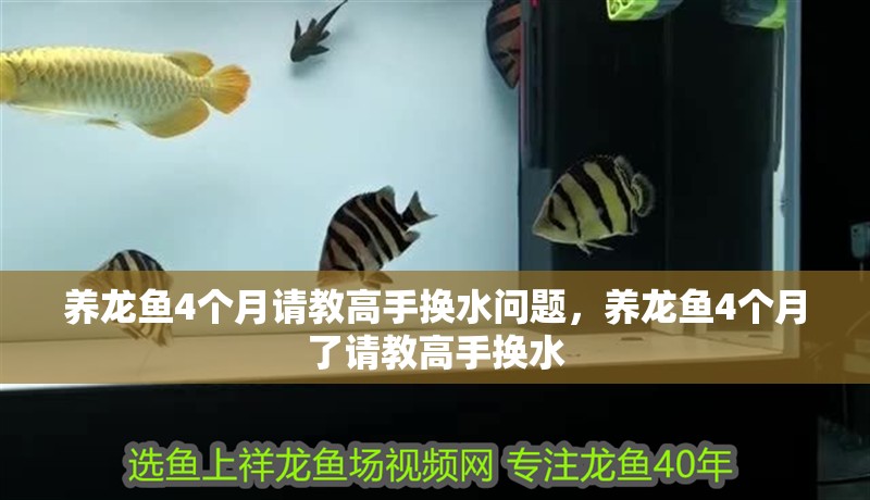養(yǎng)龍魚4個月請教高手換水問題，養(yǎng)龍魚4個月了請教高手換水