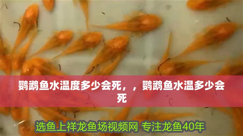 鸚鵡魚水溫度多少會死，，鸚鵡魚水溫多少會死