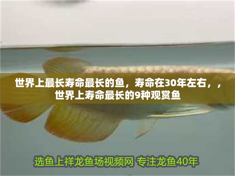 世界上最長壽命最長的魚，壽命在30年左右，，世界上壽命最長的9種觀賞魚