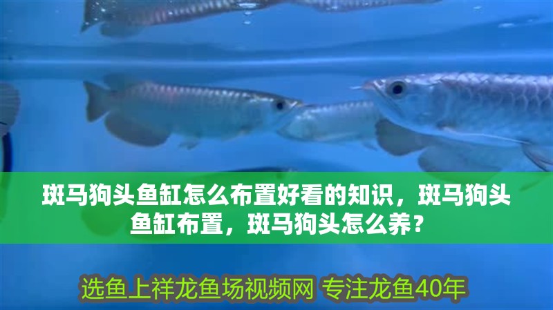 斑馬狗頭魚缸怎么布置好看的知識，斑馬狗頭魚缸布置，斑馬狗頭怎么養(yǎng)？