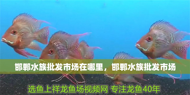 邯鄲水族批發市場在哪里，邯鄲水族批發市場
