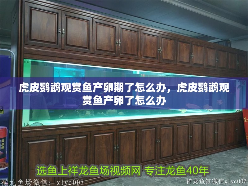 虎皮鸚鵡觀賞魚產卵期了怎么辦，虎皮鸚鵡觀賞魚產卵了怎么辦