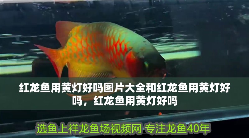 紅龍魚用黃燈好嗎圖片大全和紅龍魚用黃燈好嗎，紅龍魚用黃燈好嗎
