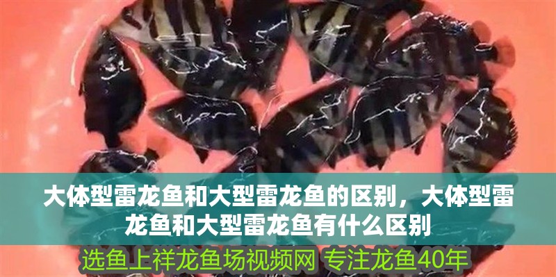 大體型雷龍魚和大型雷龍魚的區別，大體型雷龍魚和大型雷龍魚有什么區別