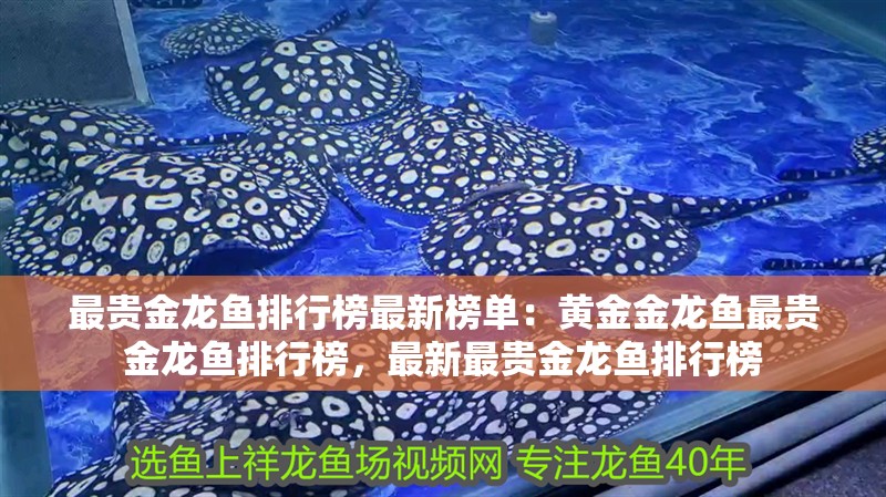 最貴金龍魚排行榜最新榜單：黃金金龍魚最貴金龍魚排行榜，最新最貴金龍魚排行榜