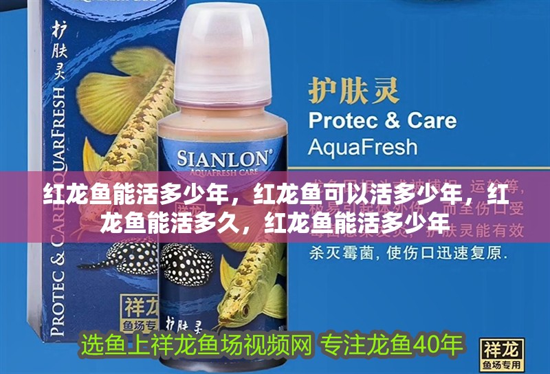 紅龍魚能活多少年，紅龍魚可以活多少年，紅龍魚能活多久，紅龍魚能活多少年