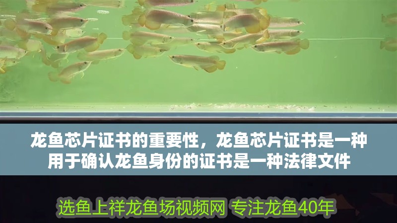 龍魚芯片證書的重要性，龍魚芯片證書是一種用于確認龍魚身份的證書是一種法律文件