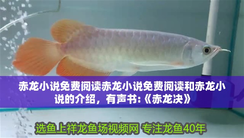 赤龍小說免費閱讀赤龍小說免費閱讀和赤龍小說的介紹，有聲書:《赤龍決》