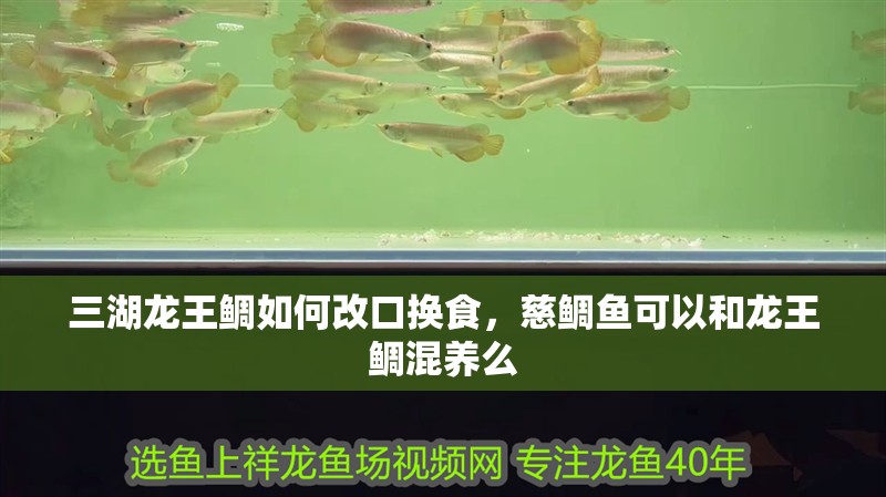 三湖龍王鯛如何改口換食，慈鯛魚可以和龍王鯛混養么