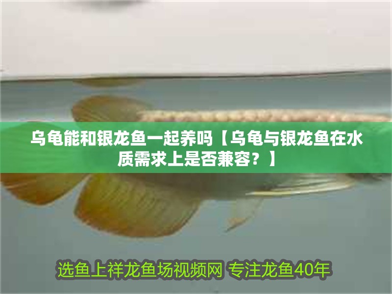 烏龜能和銀龍魚一起養(yǎng)嗎【烏龜與銀龍魚在水質(zhì)需求上是否兼容？】