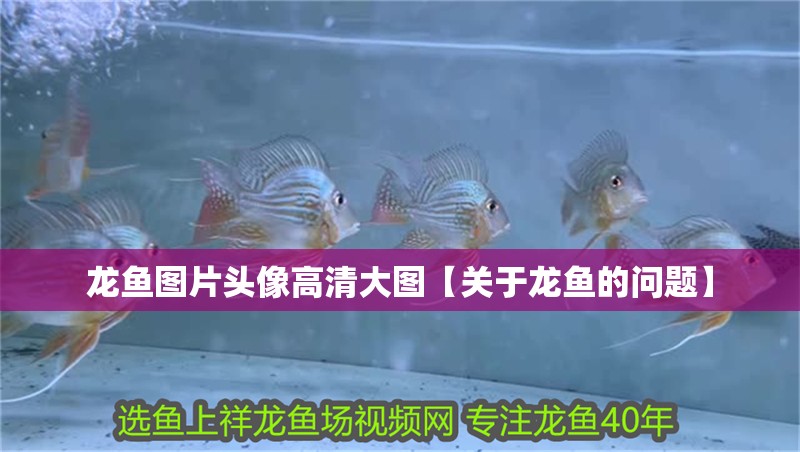 龍魚圖片頭像高清大圖【關(guān)于龍魚的問題】
