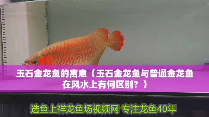玉石金龍魚的寓意（玉石金龍魚與普通金龍魚在風水上有何區(qū)別？）