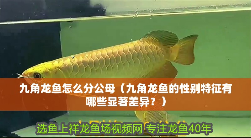 九角龍魚怎么分公母（九角龍魚的性別特征有哪些顯著差異？）