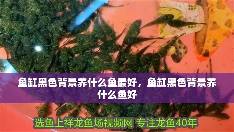 魚缸黑色背景養什么魚最好，魚缸黑色背景養什么魚好