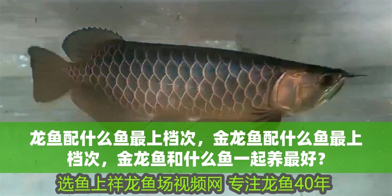 龍魚配什么魚最上檔次，金龍魚配什么魚最上檔次，金龍魚和什么魚一起養(yǎng)最好？