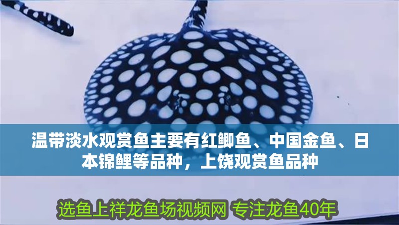 溫帶淡水觀賞魚主要有紅鯽魚、中國金魚、日本錦鯉等品種，上饒觀賞魚品種