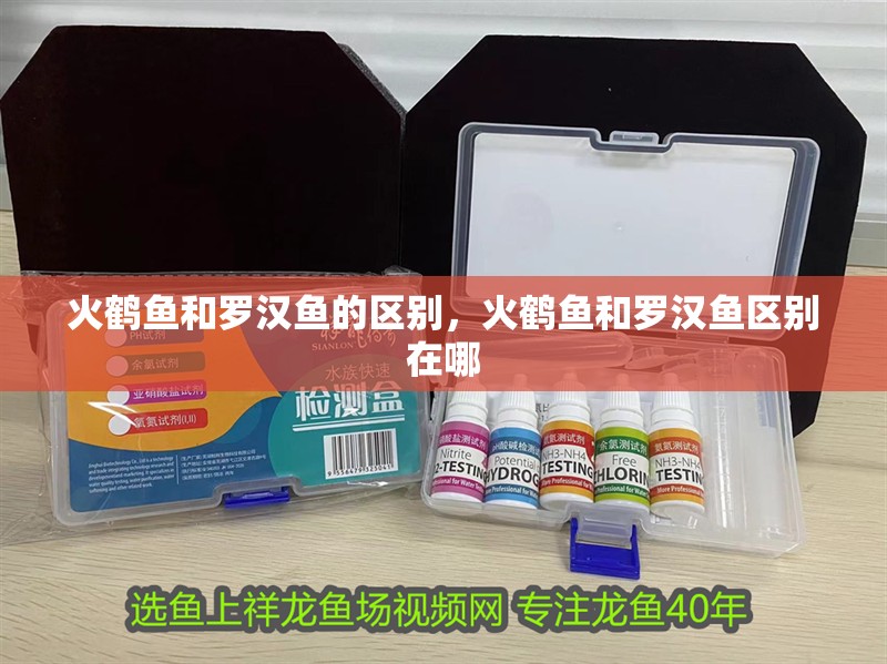 火鶴魚和羅漢魚的區(qū)別，火鶴魚和羅漢魚區(qū)別在哪