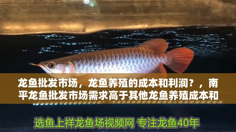龍魚批發市場，龍魚養殖的成本和利潤？，南平龍魚批發市場需求高于其他龍魚養殖成本和利潤