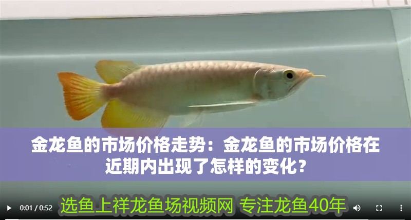 金龍魚的市場價(jià)格走勢：金龍魚的市場價(jià)格在近期內(nèi)出現(xiàn)了怎樣的變化？