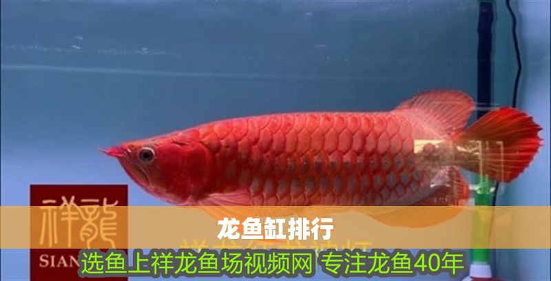 龍魚缸排行
