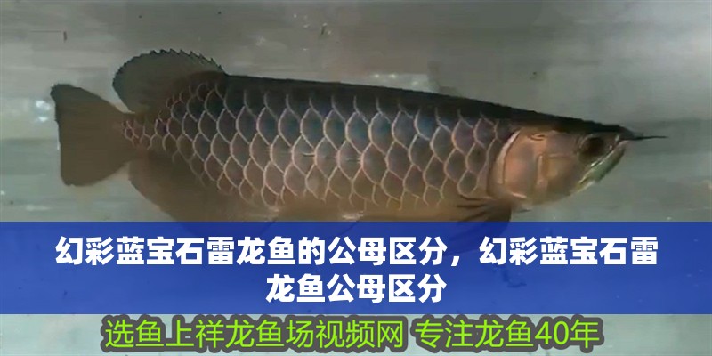 幻彩藍寶石雷龍魚的公母區分，幻彩藍寶石雷龍魚公母區分
