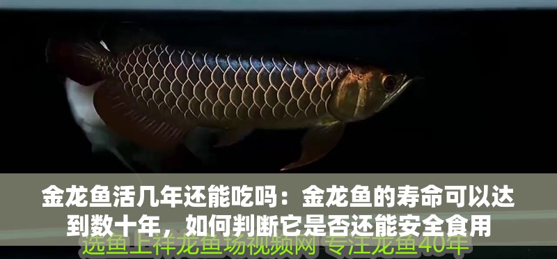 金龍魚活幾年還能吃嗎：金龍魚的壽命可以達到數十年，如何判斷它是否還能安全食用