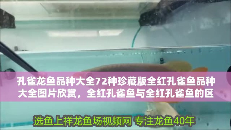 孔雀龍魚品種大全72種珍藏版全紅孔雀魚品種大全圖片欣賞，全紅孔雀魚與全紅孔雀魚的區(qū)別