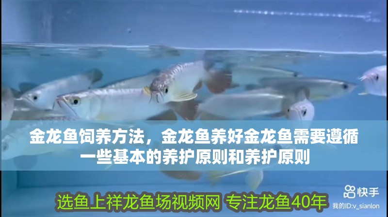 金龍魚飼養方法，金龍魚養好金龍魚需要遵循一些基本的養護原則和養護原則