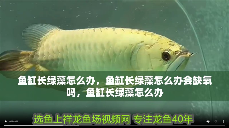 魚缸長綠藻怎么辦，魚缸長綠藻怎么辦會(huì)缺氧嗎，魚缸長綠藻怎么辦