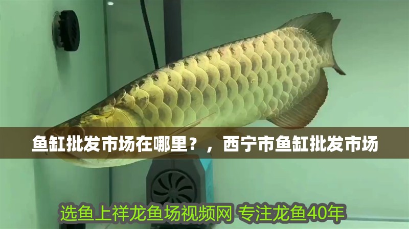 魚缸批發(fā)市場在哪里？，西寧市魚缸批發(fā)市場