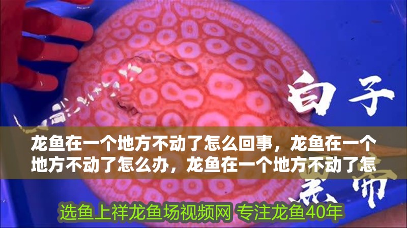 龍魚在一個地方不動了怎么回事，龍魚在一個地方不動了怎么辦，龍魚在一個地方不動了怎么回事
