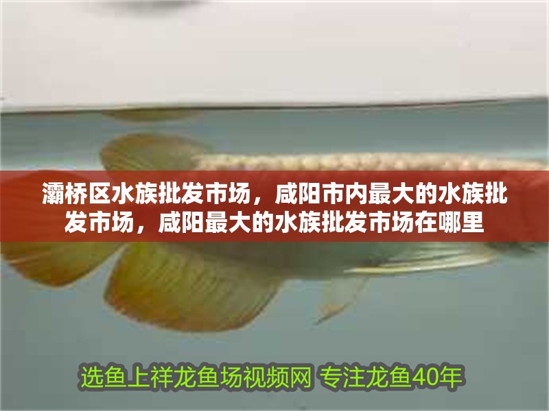 灞橋區水族批發市場，咸陽市內最大的水族批發市場，咸陽最大的水族批發市場在哪里